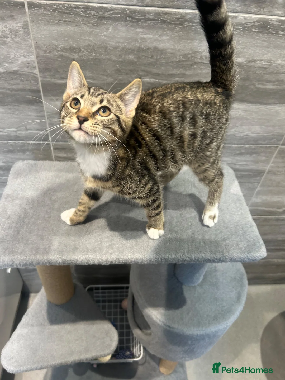 Mixed Breed cats for sale: Mixed bread 12 weeks  in Canterbury - Advert 1