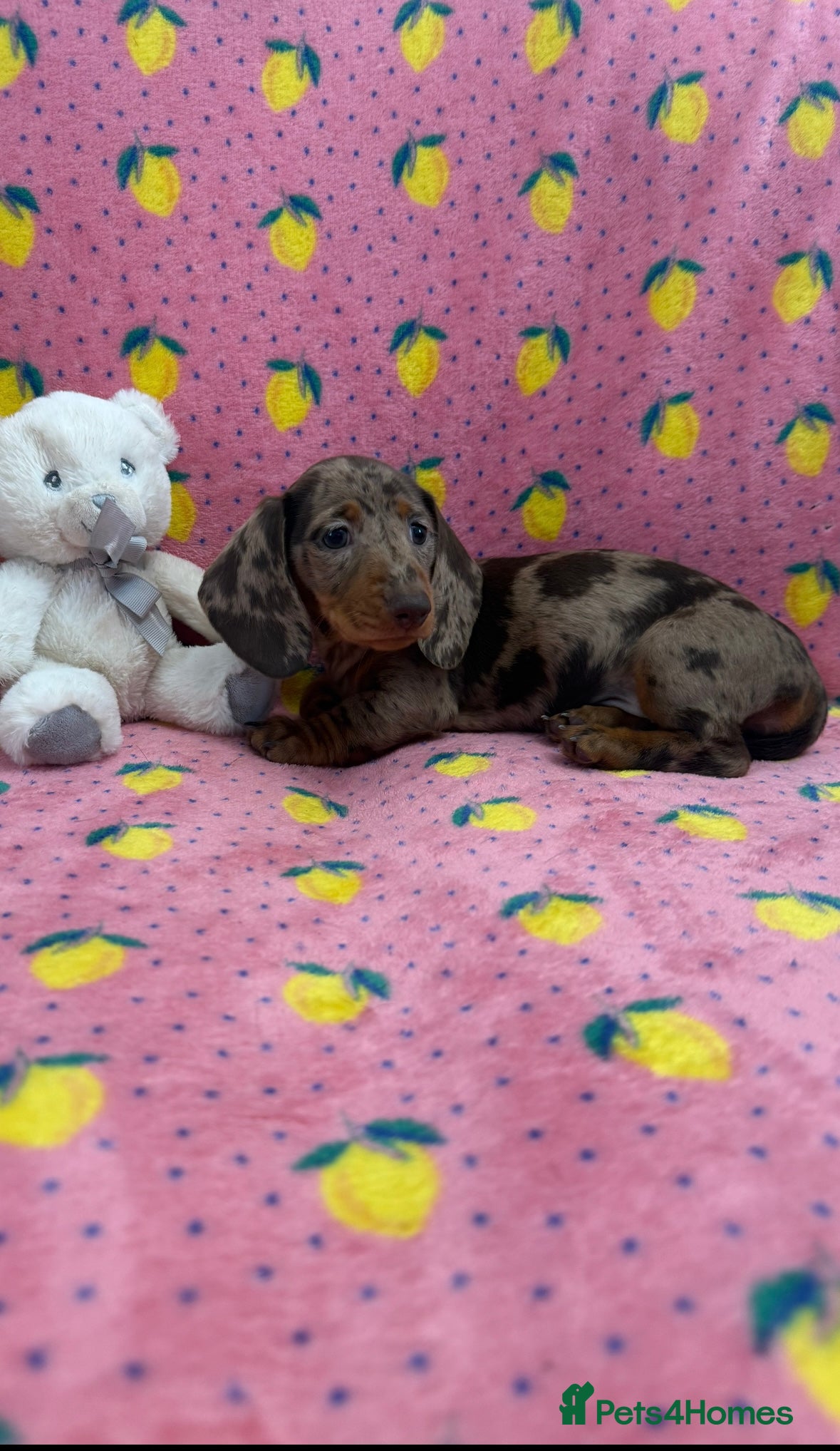 Miniature Dachshund dogs Quality miniature dachshunds ready now 🏡🔥 - Advert 4