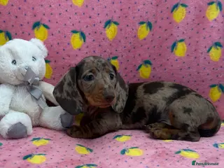 Miniature Dachshund dogs Quality miniature dachshunds ready now 🏡🔥 - Advert 3