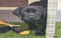 Labrador Retriever dogs for sale: Chunky male  black Labrador puppy  - Image 3