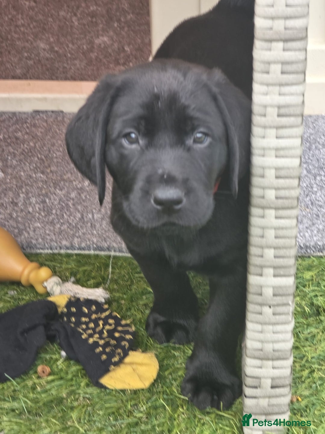 Labrador Retriever dogs for sale: Chunky male  black Labrador puppy  - Image 3