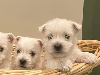 West Highland Terrier dogs - Advert 3