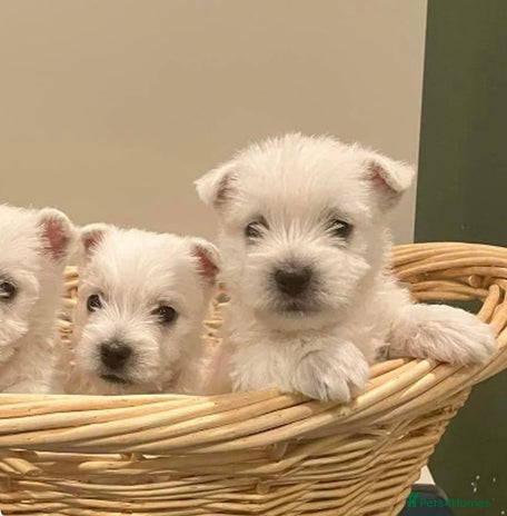 West Highland Terrier dogs - Advert 1