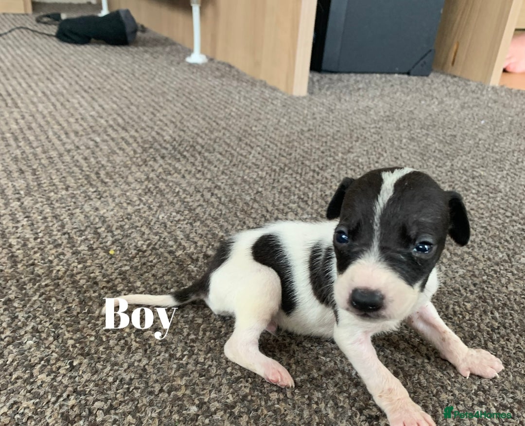 Jack Russell dogs for sale: Jack Russell puppy’s  - Image 12