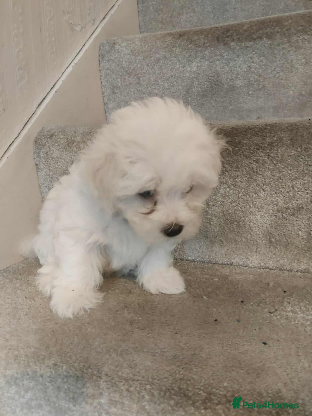 Maltese dogs for sale: Ready to go ! Gorgeous Maltese girls for salee - Image 9