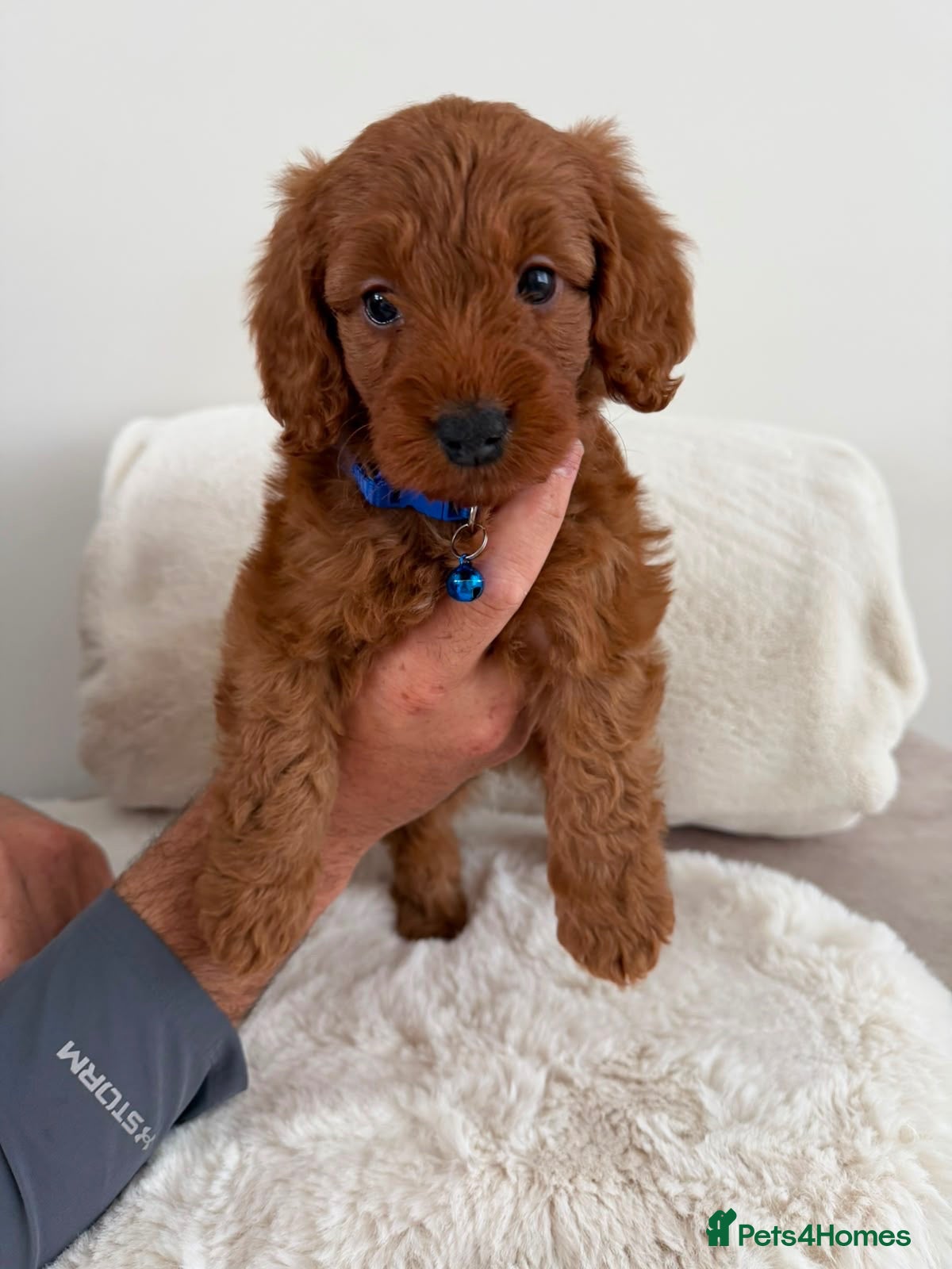 Cockapoo dogs Cockapoo Puppies - Advert 2