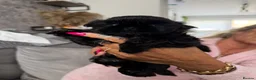 Shih Tzu dogs for sale: Shihtzu babies - Advert 13