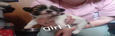 Lhasa Apso 4