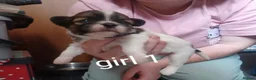 Lhasa Apso dogs for sale: Stunning litter of Lhasa-Apso pups - Advert 4