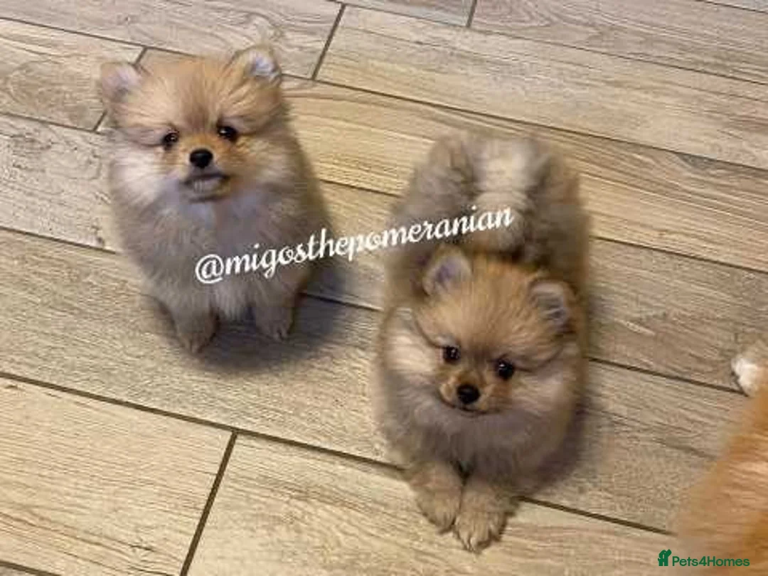 Pomeranian dogs for stud: Well Proven Stunning Black and Tan Pomeranian Stud in Ebbw Vale - Advert 13