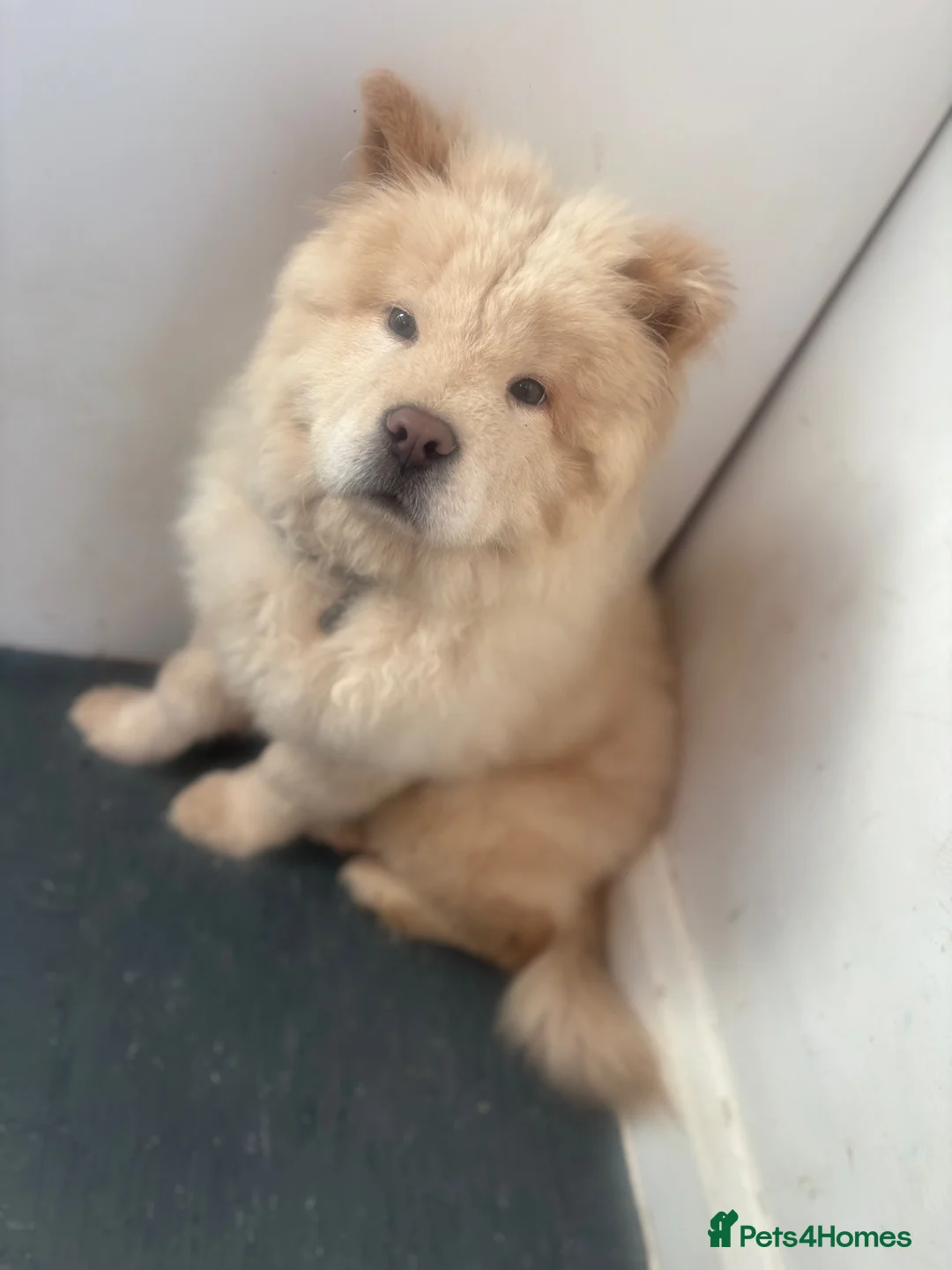 Chow Chow dogs for sale: Chow chow puppy in Newcastle upon Tyne - Advert 2