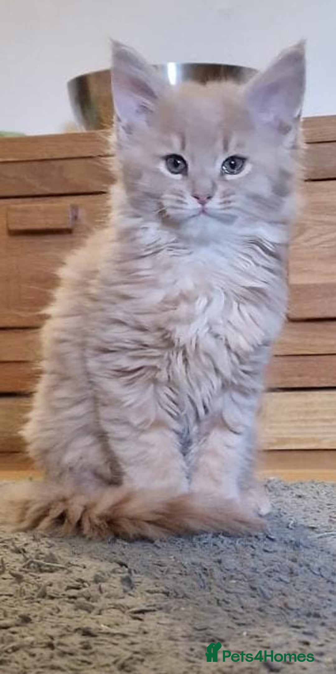Maine Coon cats for sale: MAINE COON KITTENS WITH WORLD CHAMPION BLOODLINES - Advert 5