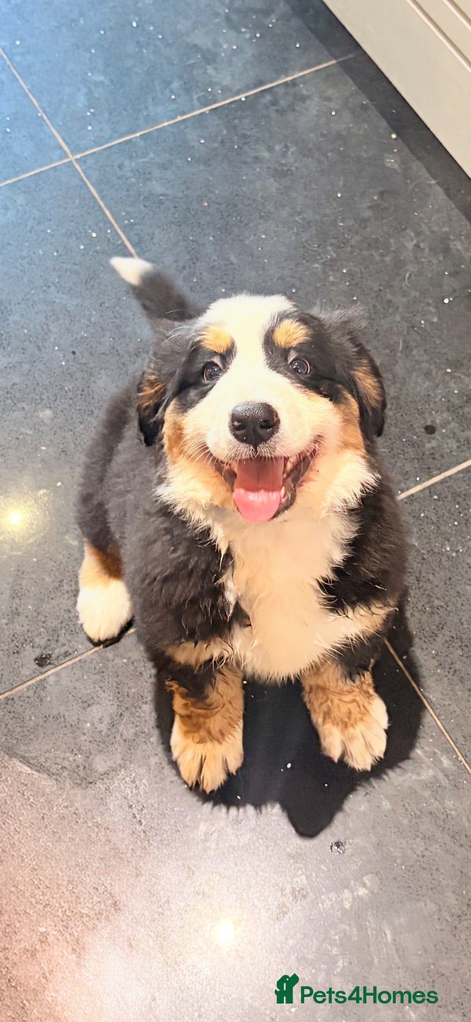 Bernese Mountain Dog dogs Last female KC Bernese female puppy  - Advert 7