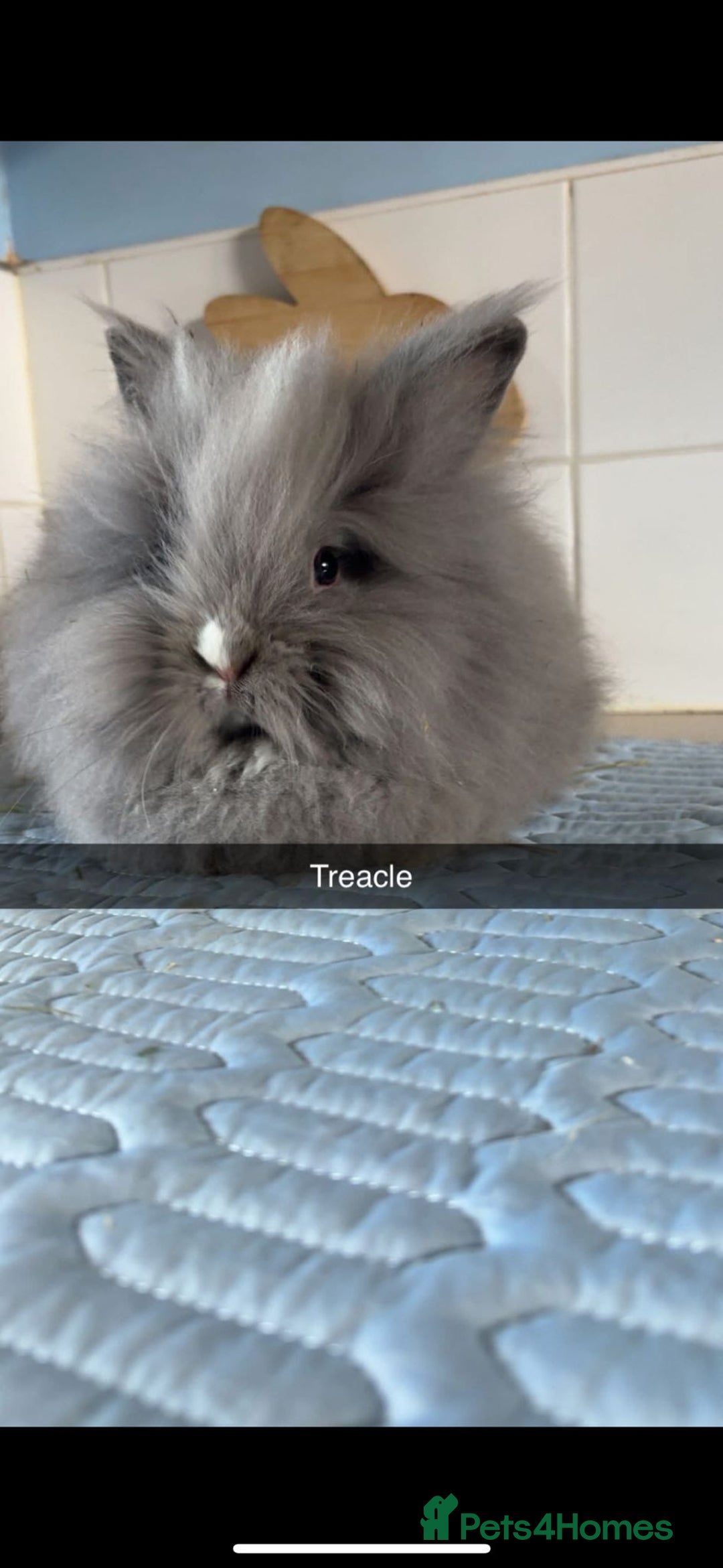 Mixed Breed rabbits for sale: Rescue Bunnies for Adoption  - Image 14