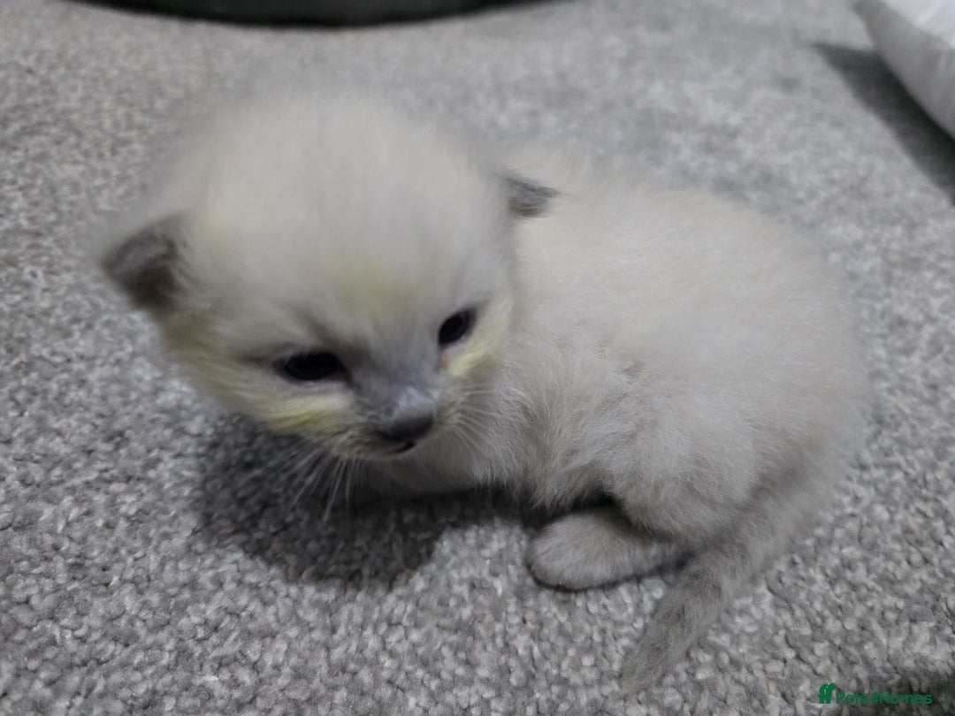 Ragdoll cats for sale: 💙 BLUEPOINT RAGDOLL BOY FOR SALE 💙 - Image 31