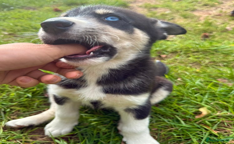 Pomsky dogs - Advert 1