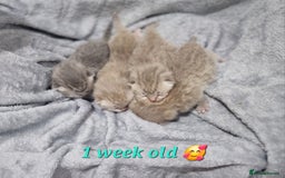 Scottish Fold cats for sale: Stunning TICA Registered Babies in Bolton - Image 19