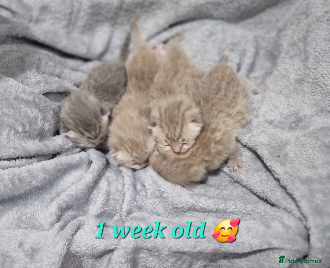 Scottish Fold cats for sale: Stunning TICA Registered Babies in Bolton - Image 19