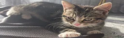 Mixed Breed cats for sale: Playful female kitten looking for a loving home - Advert 3
