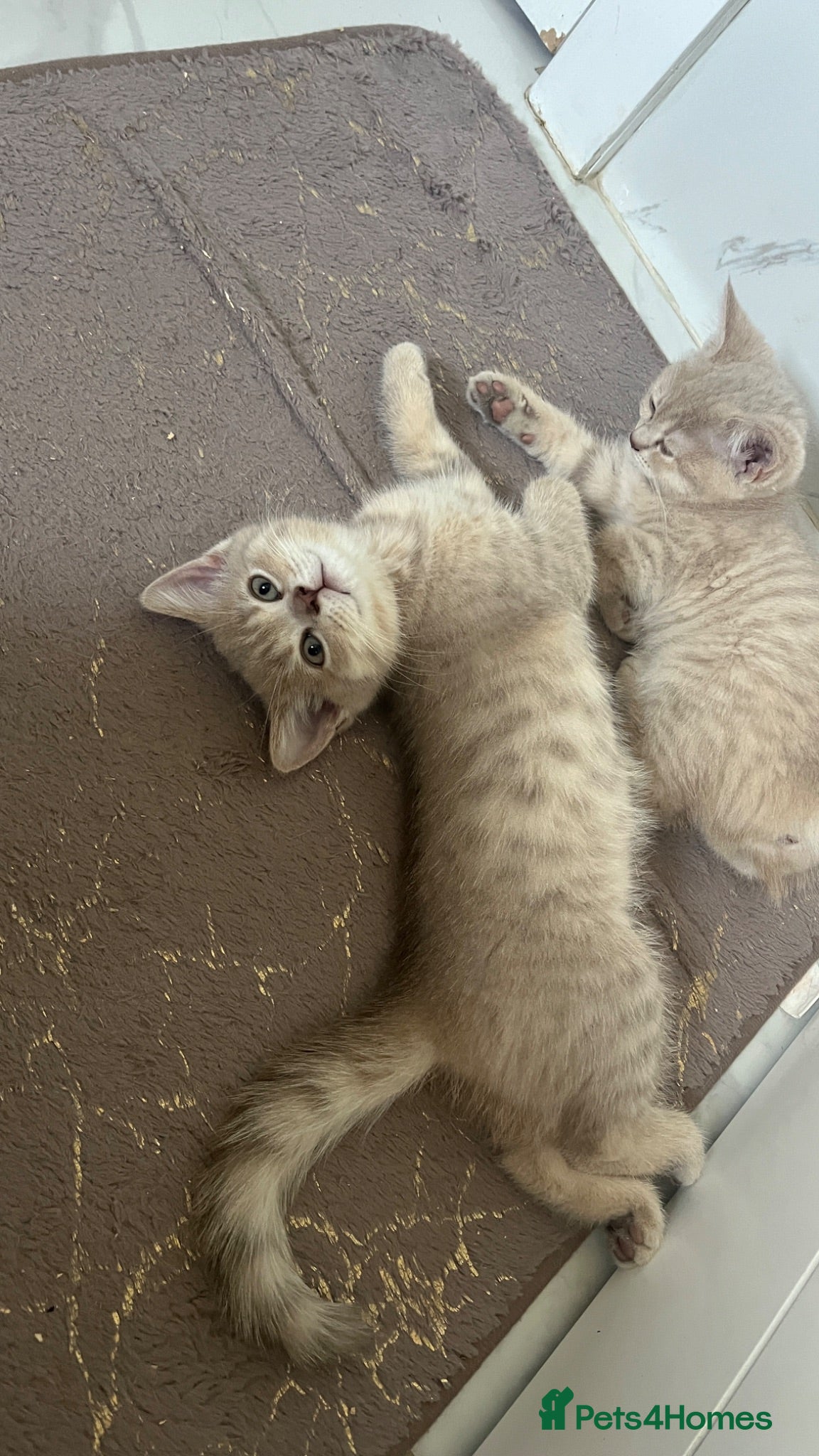 Scottish Fold cats Beautiful lilac fold and straight kittens  - Advert 2