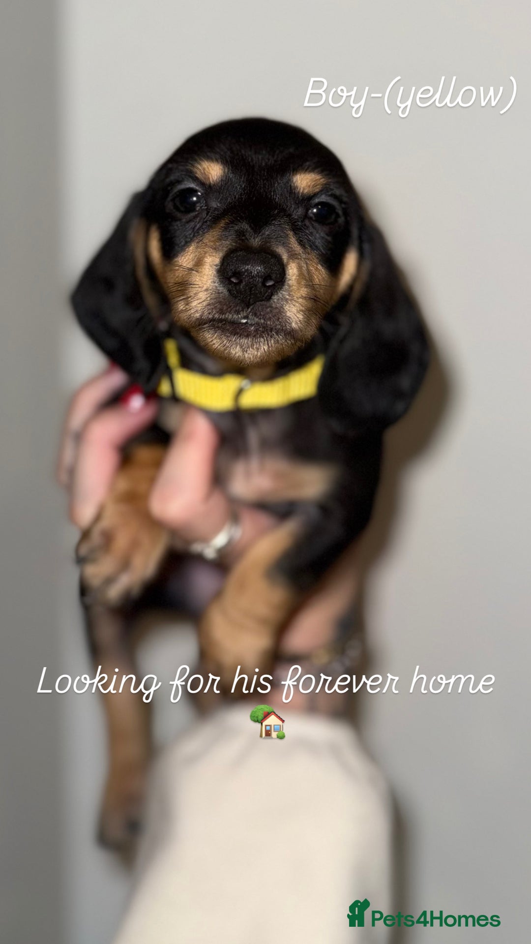 Miniature Dachshund dogs for sale: Miniature dachshunds  - Advert 12
