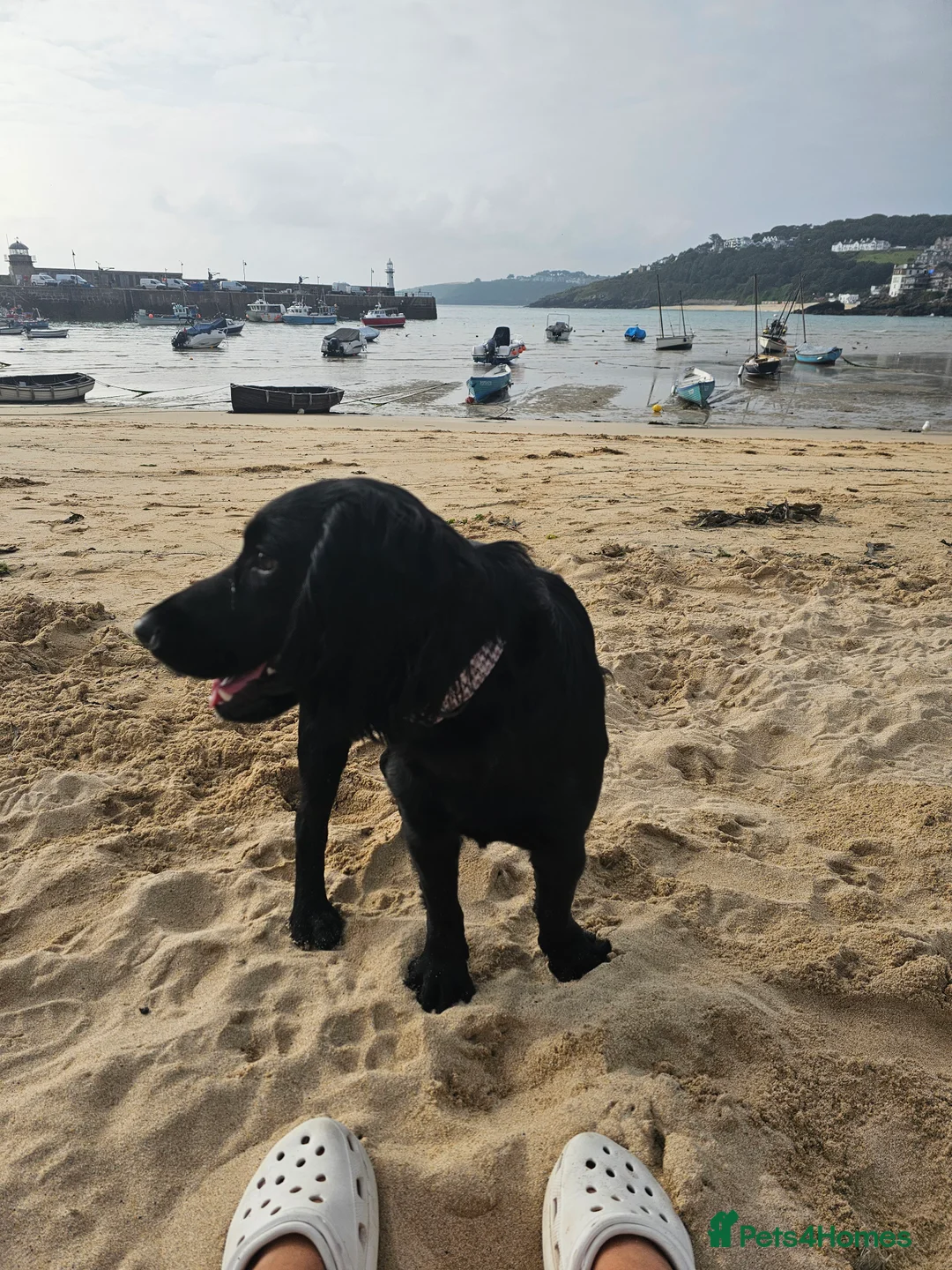 Cocker Spaniel dogs for sale: 2 cockerspaniels for rehoming together - Advert 15