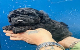 Miniature Poodle dogs for sale: Wow 🤩 how stunning  - Image 3