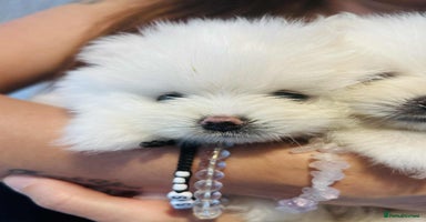Pomeranian dogs - Advert 2