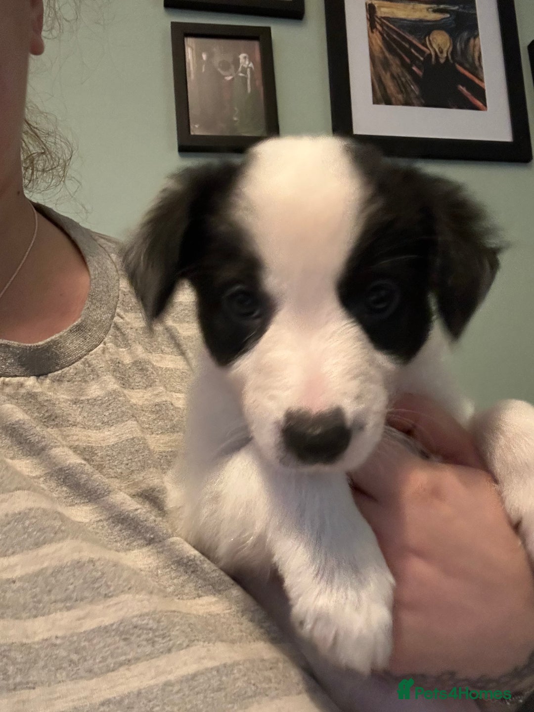 Border Collie dogs for sale: Only 1 girl left - reduced, ready to leave 08.12 - Advert 7