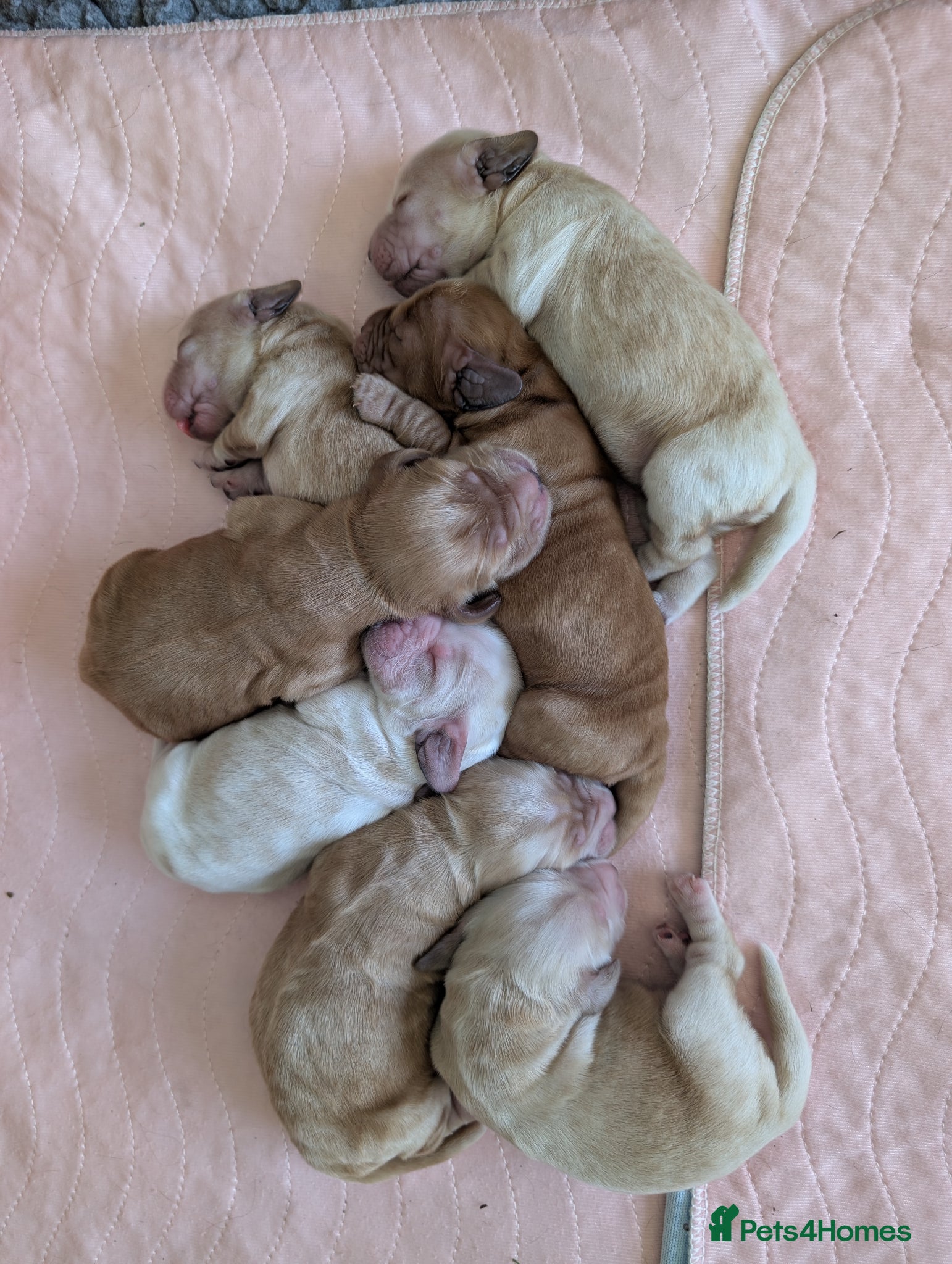 Cocker Spaniel dogs KC Registered Show Cocker Spaniel Pups  - Advert 1