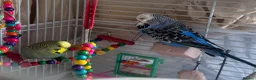 Budgerigars birds for sale: 2 mixed colour budgies for sale, with cage. in West Malling - Advert 2