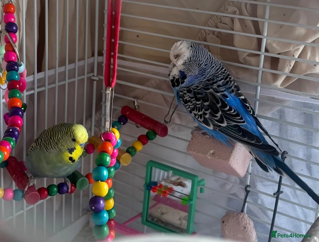 Budgerigars birds for sale: 2 mixed colour budgies for sale, with cage. in West Malling - Advert 2