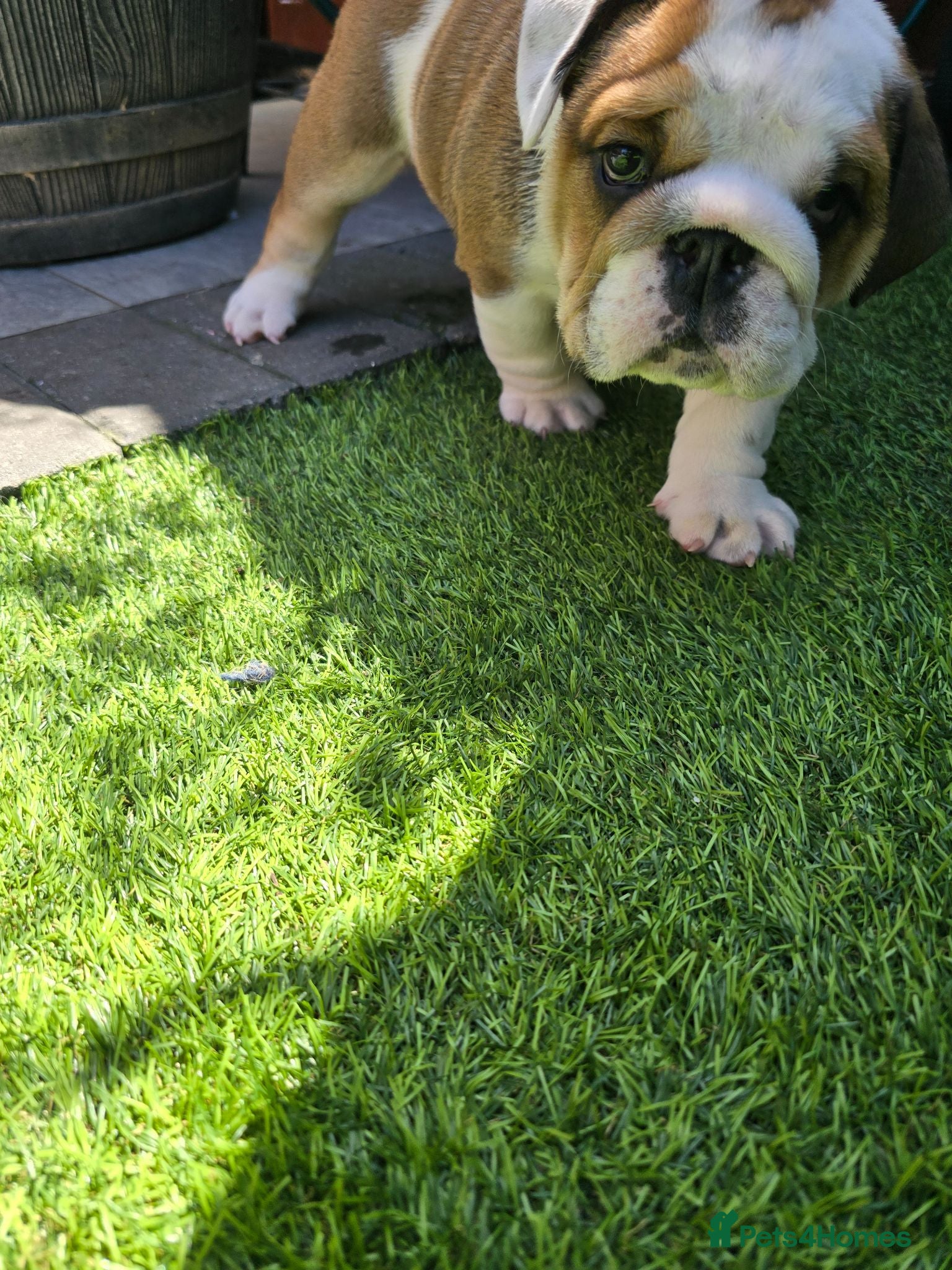 English Bulldog dogs 🐾 Beautiful KC Reg English Bulldog Puppies 🐶 - Advert 3