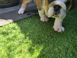 English Bulldog dogs 🐾 Beautiful KC Reg English Bulldog Puppies 🐶 - Advert 3