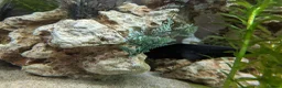 Other/Mixed Breed fish for sale: Tropical fish  in Newcastle upon Tyne - Advert 3