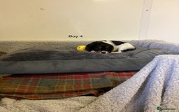 Cockalier dogs for sale: Cockalier  - Image 8