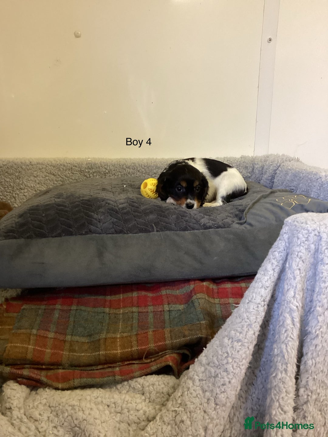 Cockalier dogs for sale: Cockalier  - Image 8