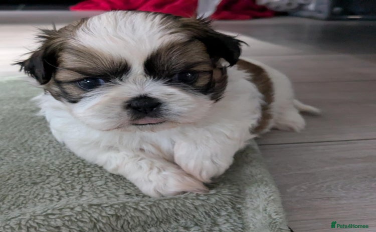 Shih Tzu dogs - Advert 8