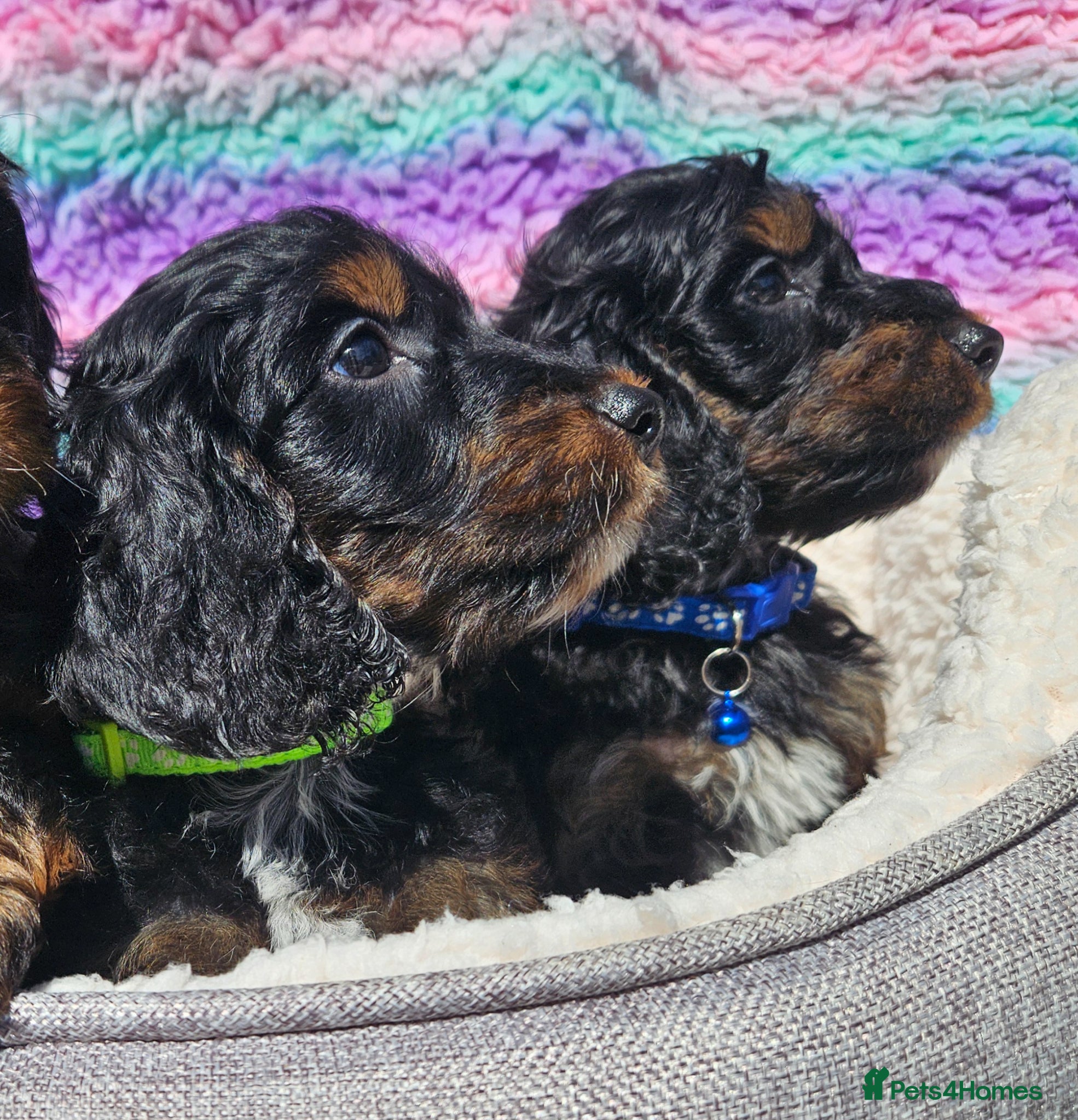 Cockapoo dogs licensed breeder, 2 boys available for loving home - Advert 1