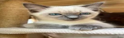 Ragdoll cats for sale: Adorable purebred Ragdolls  - Advert 18
