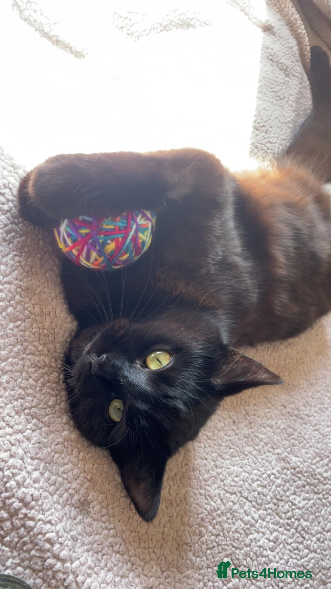 Mixed Breed cats for sale: Three black kittens  - Advert 2