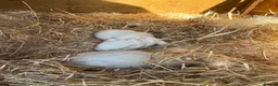 Mixed Breed rabbits for sale: Cashmere harlequin lop mixed mini lop in Widnes - Advert 4