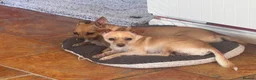 Jack Chi dogs for sale: Bobbie for sale  in Swanley - Advert 7