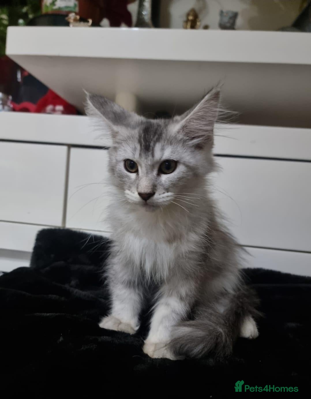 Maine Coon cats Tica Reg Maine Coone Kittens READY - Advert 2
