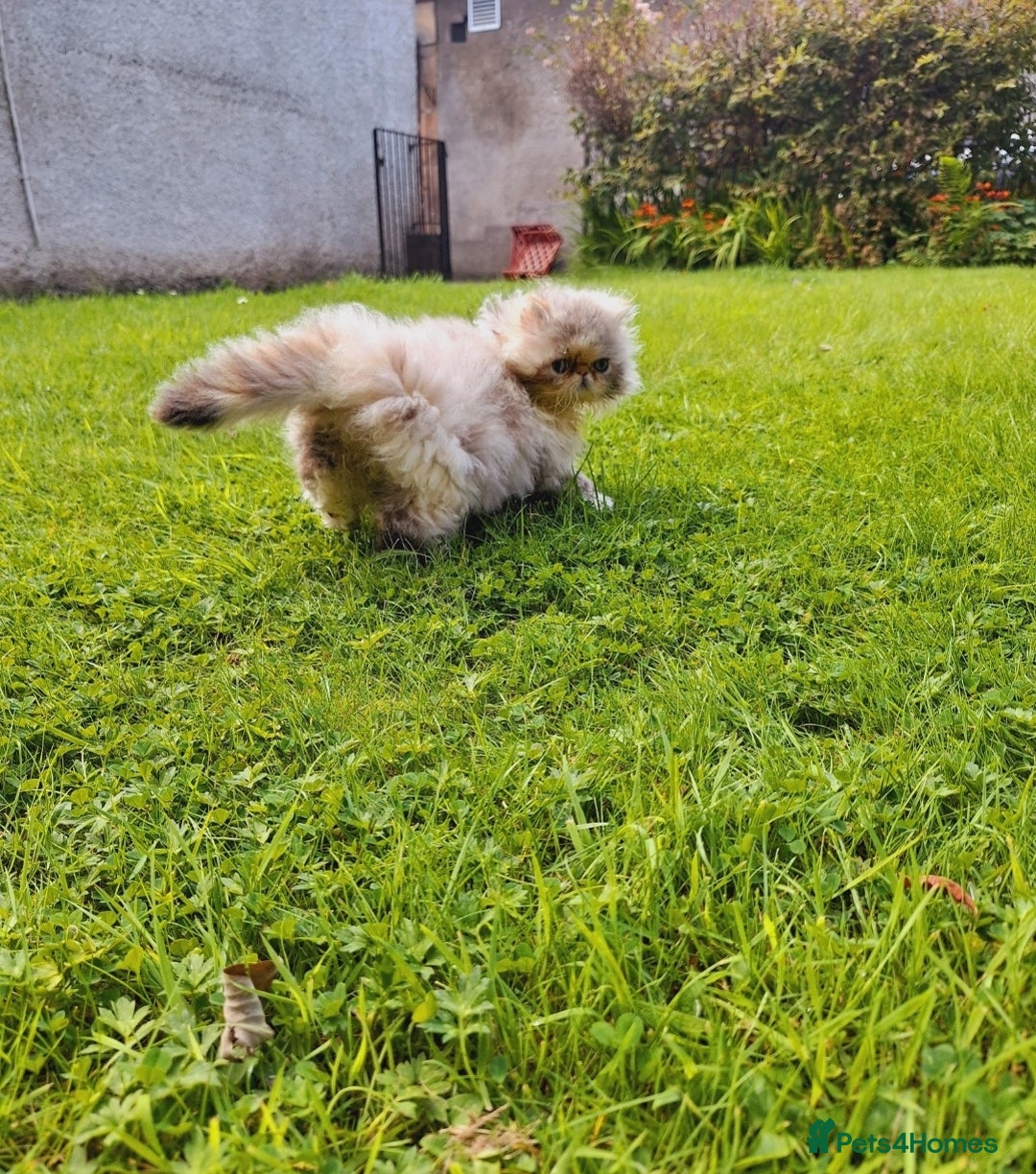 Persian cats for sale: Adorable Pure persian kitten  - Image 3