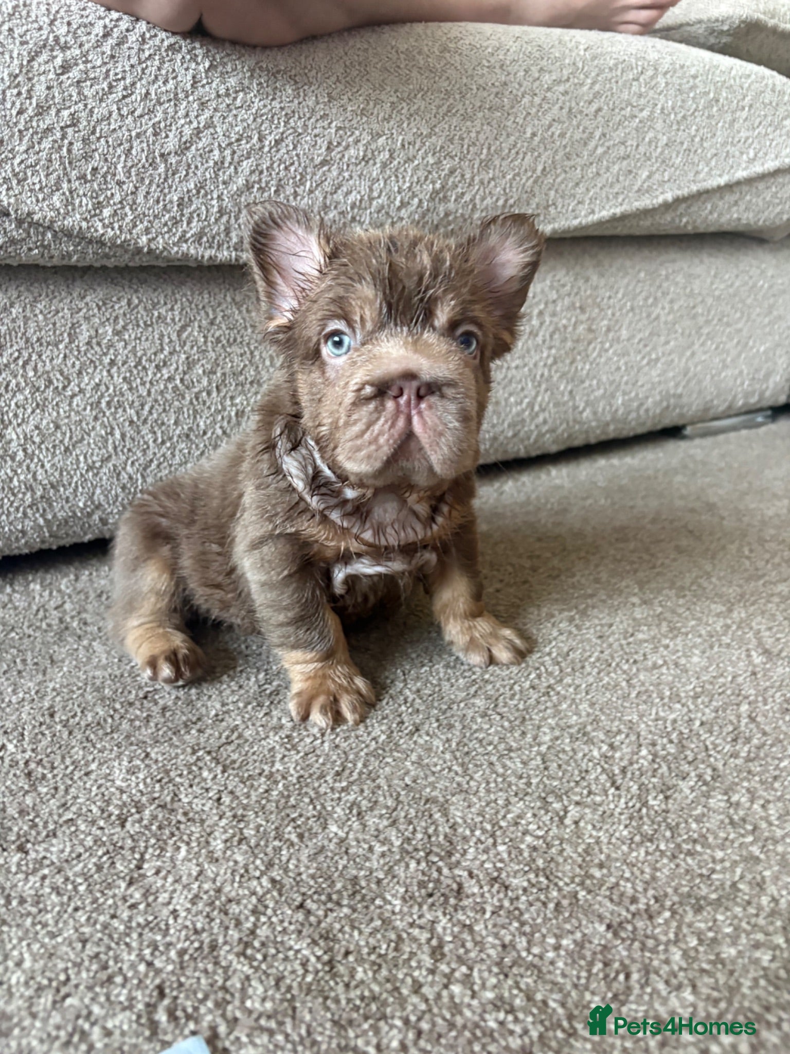 French Bulldog dogs 💙🩷READY TO LEAVE- Beautiful french bulldogs🩷💙 - Advert 2