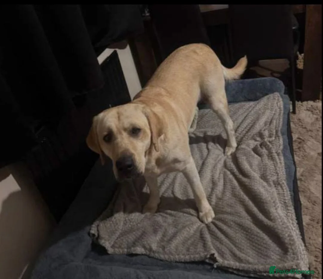 Mixed Breed dogs for sale: Labrador x french bull puppy mix MERLE COAT  - Advert 5