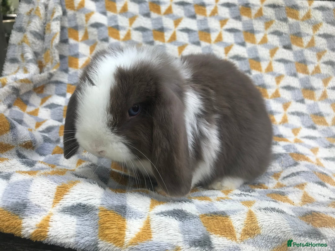 Mini Lop rabbits for sale: Beautiful mini lops for sale  - Image 8