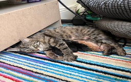 Mixed Breed cats for sale: Kittens available  - Image 6