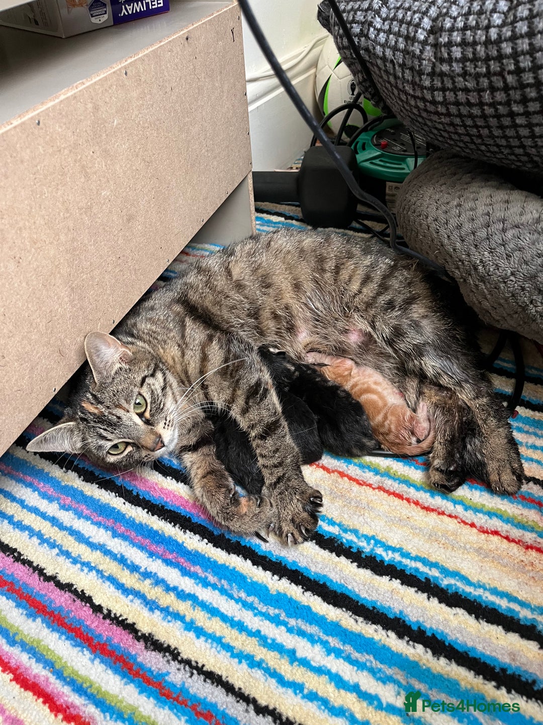 Mixed Breed cats for sale: Kittens available  - Image 6
